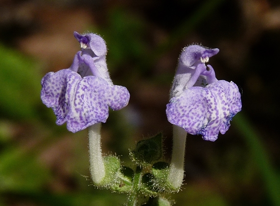 {Scutellaria ovata ssp. bracteata}